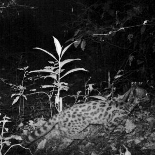 Detectan presencia de jaguar en zona del Nevado de Colima