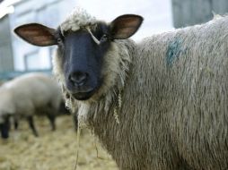 Los terneros muertos tienen  dos perforaciones a especie de colmillos en la zona del cuello sin presentar sangre. EFE / ARCHIVO