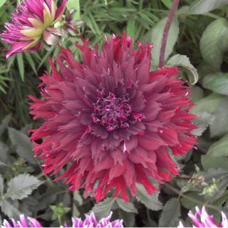 Consumo de dalia baja el colesterol en la sangre