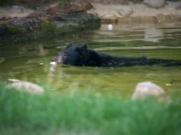 Los empleados pudieron contener al osezno unos 15 minutos después de que sonara la alarma. AP / Zoo-Bear Cub Escape