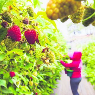 Jalisco vive un boom en la producción y venta de berries