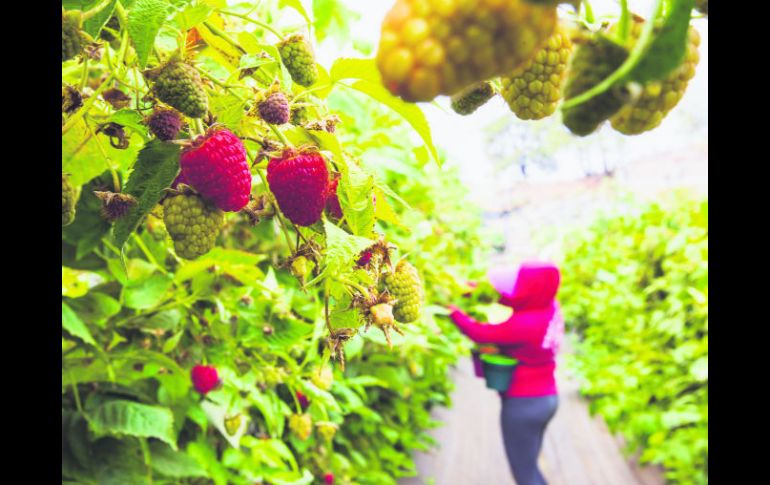 Temporada. Las berries comienzan a ser sembradas durante el invierno y los primeros frutos aparecen en marzo. EL INFORMADOR / P. Franco