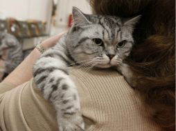 El amar a los animales, más que por salud, se ha convertido en la razón primordial para modificar la ingesta de carnes. EFE / ARCHIVO