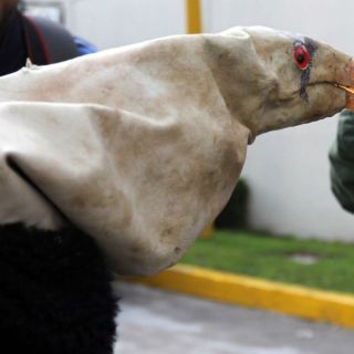 Crías de Cóndor son reintegrados a su hábitat en Baja California