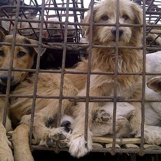 Sacrifican y queman perros callejeros en el sur de Marruecos