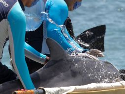 El mamífero estuvo de ocho a 10 horas varado tras quedar atrapado durante la marea baja. NTX / ARCHIVO