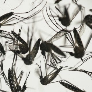 La SSa reporta 143 casos nuevos de zika en México