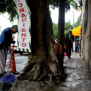 Sólo Zapopan cuenta con censo de árboles