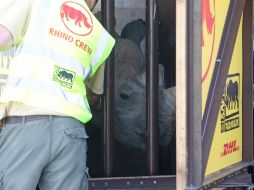 Fue escoltada por un convoy policial hasta la reserva de Mkomazi, en un trayecto que duró 31 horas. EFE / S. Willnow