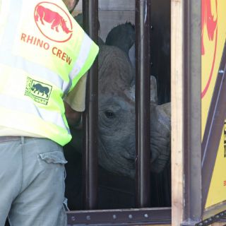Buscan salvar al rinoceronte negro oriental de la extinción