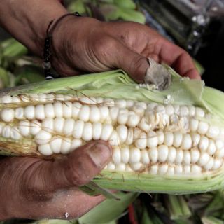 Maíz palomero mexicano, en peligro de extinción