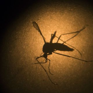 Desarrollan vacuna contra el zika efectiva en animales