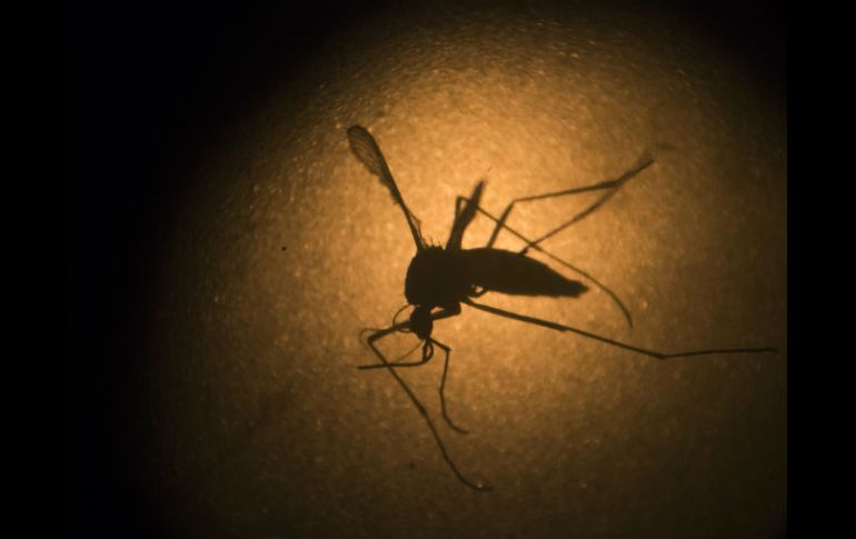 Después de declararse epidemia de zika, el desarrollo de una vacuna ha sido prioritario para la comunidad médica. AP / F. Dana