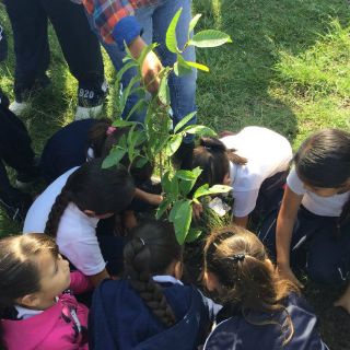 Reforestan Tonalá como parte del presupuesto participativo