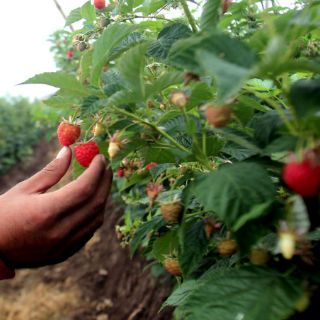 Campo jalisciense registra más de 85 mil trabajadores