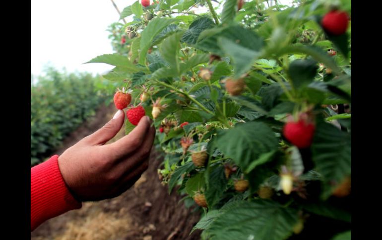 En el campo del estado se producen las berries, sandía, mango, jitomate, carnes, aguacate y limón, entre otros productos. EL INFORMADOR / ARCHIVO