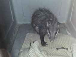 Es la primera vez que una zarigüeya da a luz a sus crías en una estación del Metro en el mundo. TWITTER / @metroCDMX