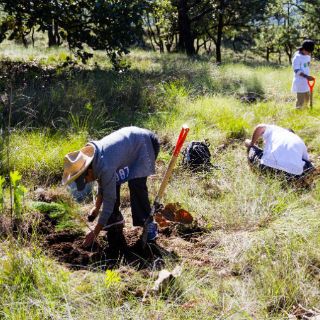 Comienza reforestación en La Primavera
