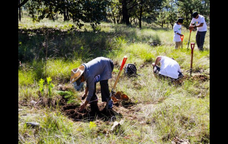 Durante todo julio, empresas y voluntarios colaborarán en la plantación de 40 mil árboles en 80 hectáreas que fueron siniestradas. EL INFORMADOR / ARCHIVO