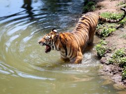 El ataque mortal del tigre sucedió el sábado a las 17:00 horas. EL INFORMADOR / ARCHIVO