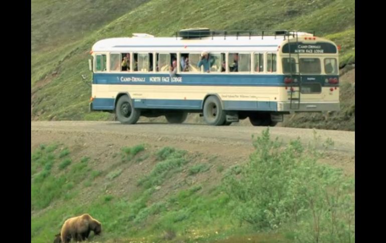 Autoridades del Parque Nacional Denali señalaron que tendrán que matar al oso. YOUTUBE / Denali National Park