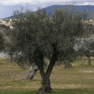 Descifran genoma del olivo para mejorar aceitunas