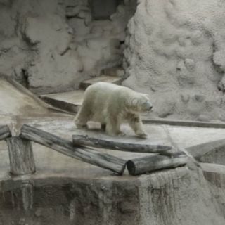 Critican a zoológicos argentinos tras muerte de oso polar