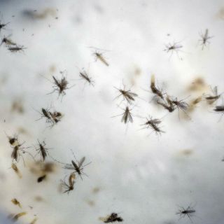 Suman 667 casos de zika en México