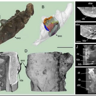 Hallan primer tumor fosilizado en restos de dinosaurio del Cretácico