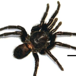 Nueva especie de tarántula es bautizada en honor a García Márquez