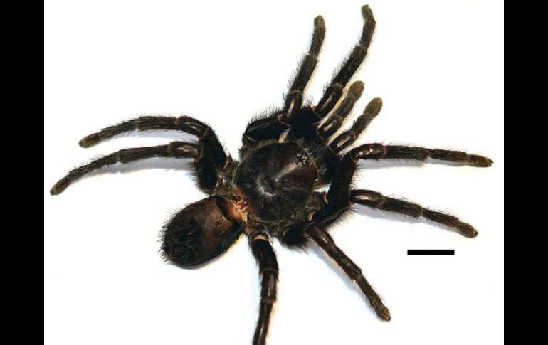 La tarántula tiene un mecanismo de defensa por el que libera pelos urticantes que se clavan en los ojos de sus depredadores. TWITTER / @unimedios