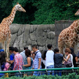 Zoológico de Chapultepec celebra 92 años de existencia