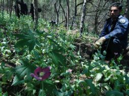 Las plantas de mariguana era de 1.50 metros, en tanto que de la amapola 80 centímetros. NTX / ARCHIVO
