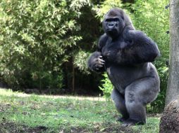 Se buscaba la reproducción de ''Bantú'' con alguna de las hembras del zoológico local, debido a que está en peligro de extinción. SUN / V. Rosas