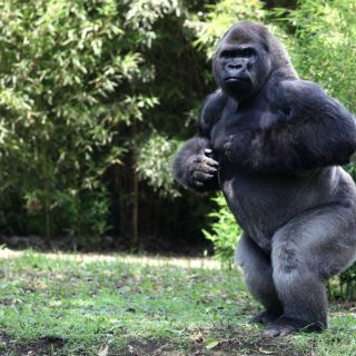 Muere gorila que sería trasladado a Zoológico de Guadalajara