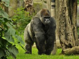 'Bantú' sería trasladado al zoológico de Guadalajara para aparearse con dos hembras, con el objetivo de preservar la especie. NTX / Cortesía