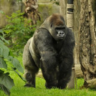 Descartan que muerte de gorila 'Bantú' fuera por anestesia