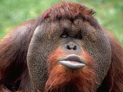 Entre dos mil y tres mil orangutanes mueren al año, víctimas de la caza furtiva, señalan organizaciones no guberamentales. AFP / ARCHIVO