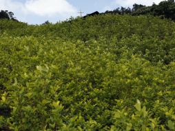 Según la ONU, Colombia contribuye con la tercera parte de las incautaciones globales de la cocaína. AP / R. Abd