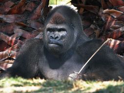 El gorila Bantú murió antes de ser trasladado al Zoológico de Guadalajara. AP / ARCHIVO