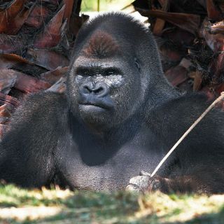 Suspenden a director de zoológicos tras muerte de 'Bantú'