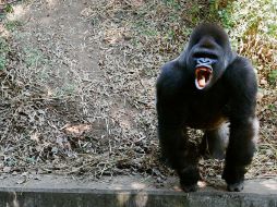 Se determinará si el zoológico actuó con negligencia en la muerte del gorila 'Bantú'. AP / ARCHIVO