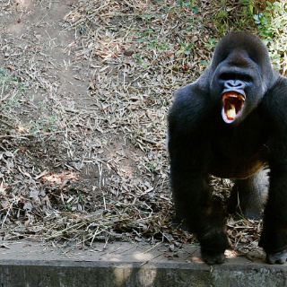 La Profepa investiga muerte del gorila 'Bantú'