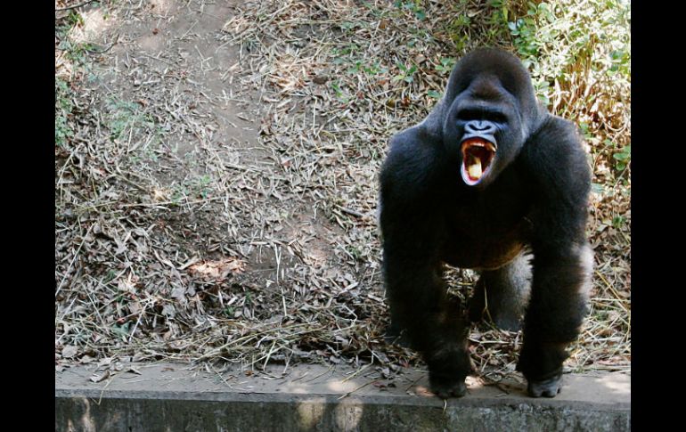 Se determinará si el zoológico actuó con negligencia en la muerte del gorila 'Bantú'. AP / ARCHIVO