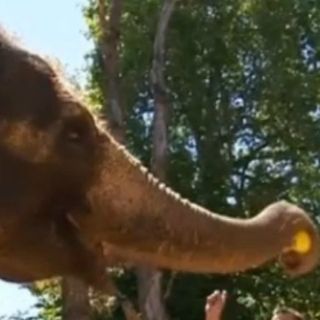 Elefante pronostica que Portugal será campeón de la Euro