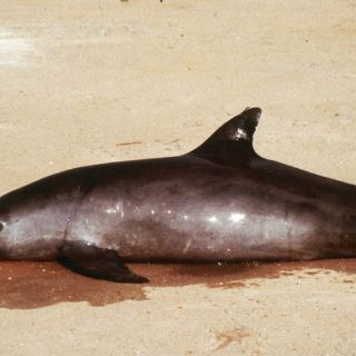 Lanzan 'SOS' por vaquita marina