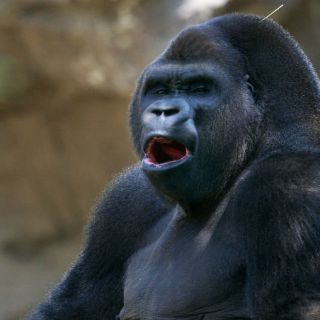 Asociación de Zoológicos respalda a personal que atendió a 'Bantú'