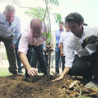 En Guadalajara realizarán su propio censo de arbolado