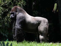 Al gorila se le hizo la necropsia, pero imágenes muestran que fue destazado, lo que, según testigos, no es lo indicado. SUN / ARCHIVO