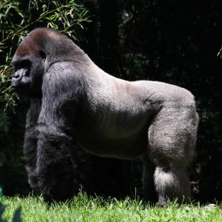 Con 'Bantú' hubo mal manejo en traslado: testigos